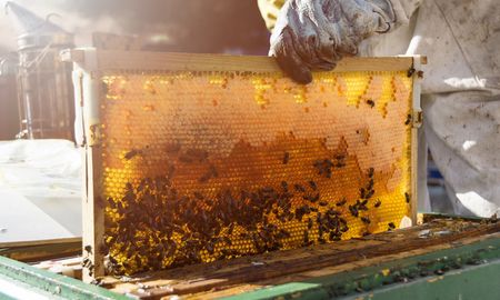 Desde 2018, por resolución de la ONU, se celebra el 20 de mayo el Día Mundial de la Abeja. Desde 2018, por resolución de la ONU, se celebra el 20 de mayo el Día Mundial de la Abeja.
