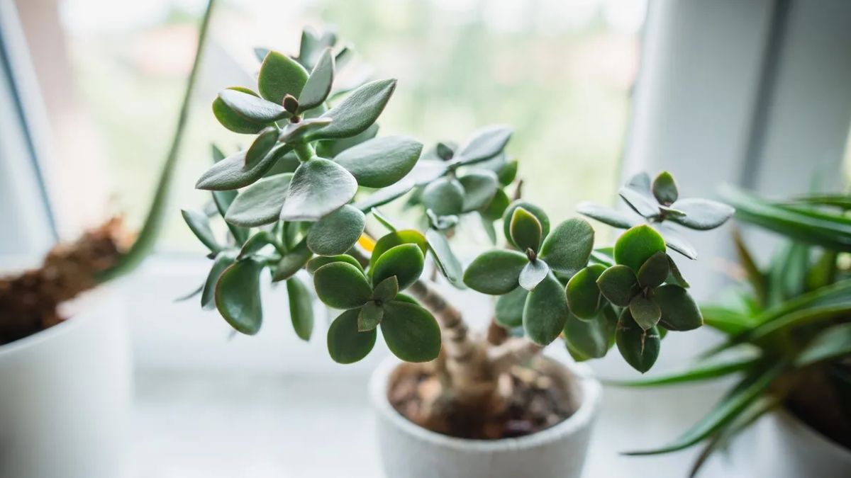 El mejor momento para regar el &aacute;rbol de jade es a la ma&ntilde;ana temprano.&nbsp;