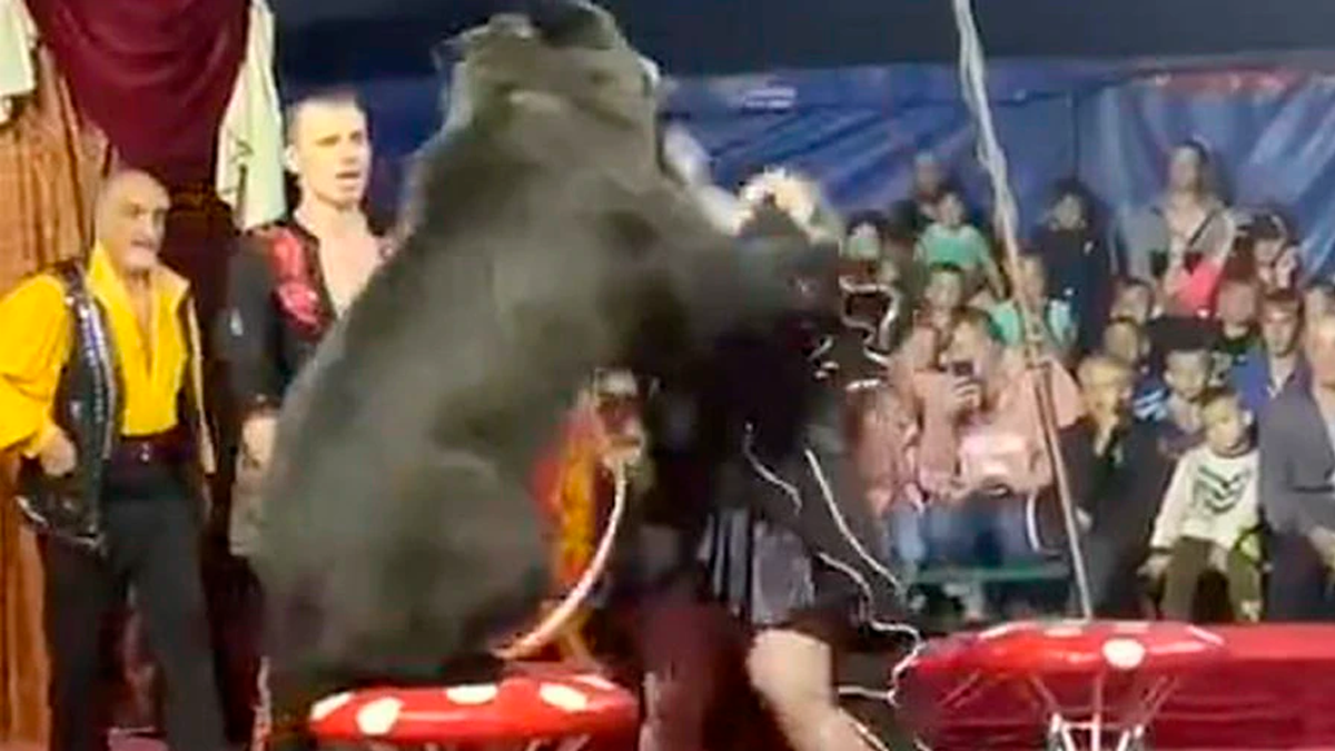 El episodio ocurrió en el Circo Ambulante Harlequin en Berezovsky