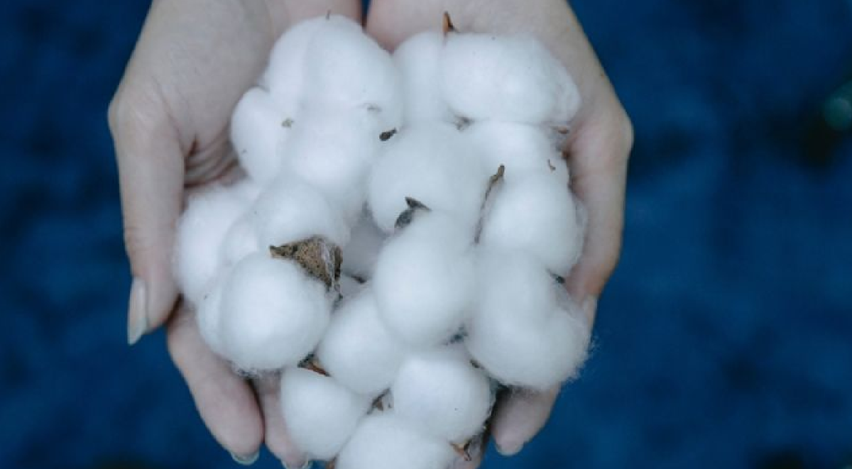Qué usos tiene el algodón en las plantas