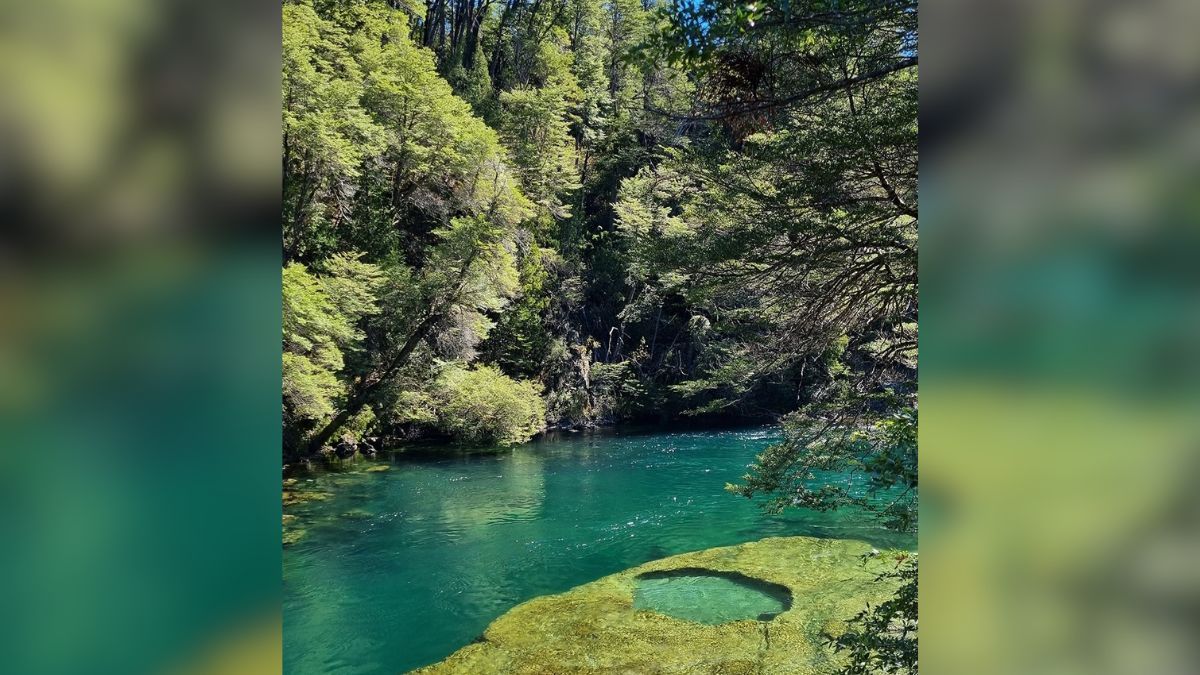 El sendero de 2 kilómetros está diseñado para minimizar el impacto sobre el suelo forestal, permitiendo que miles de turistas visiten el área sin degradar la flora del lugar. El sendero de 2 kilómetros está diseñado para minimizar el impacto sobre el suelo forestal, permitiendo que miles de turistas visiten el área sin degradar la flora del lugar.
