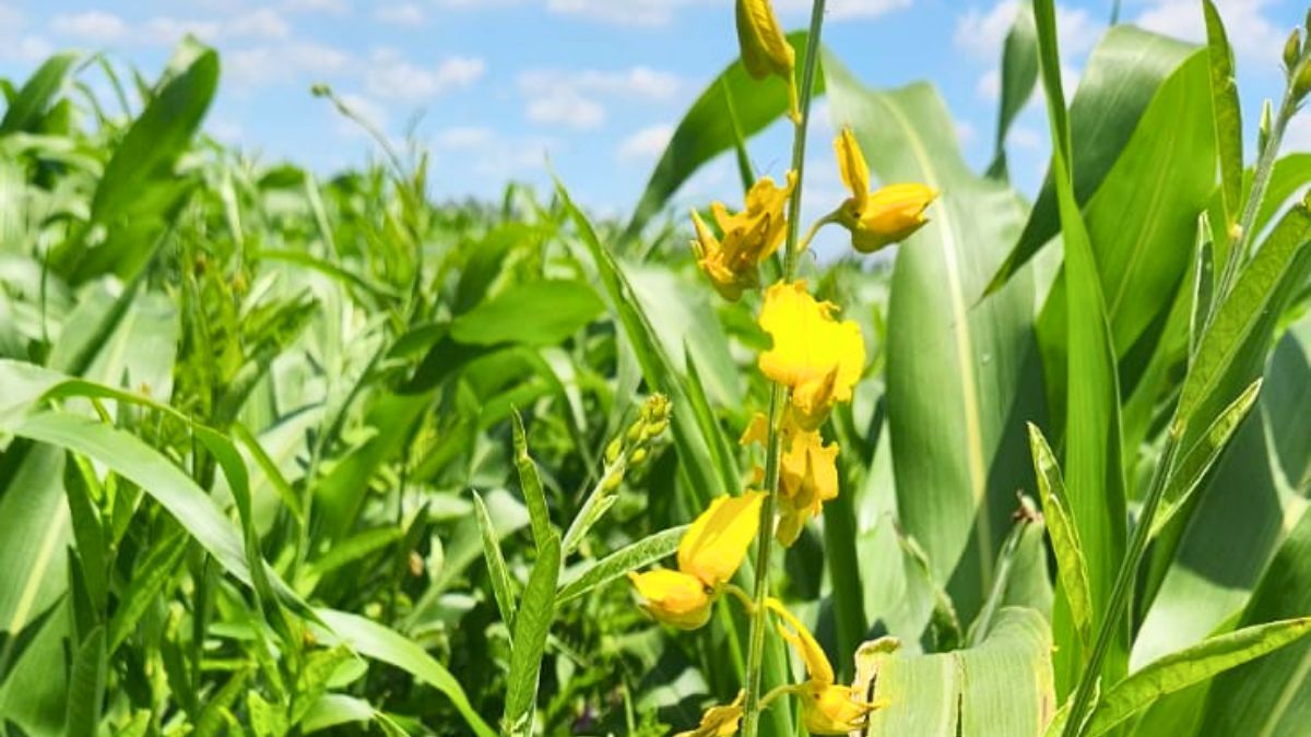 Crotalaria en combinación con maíz