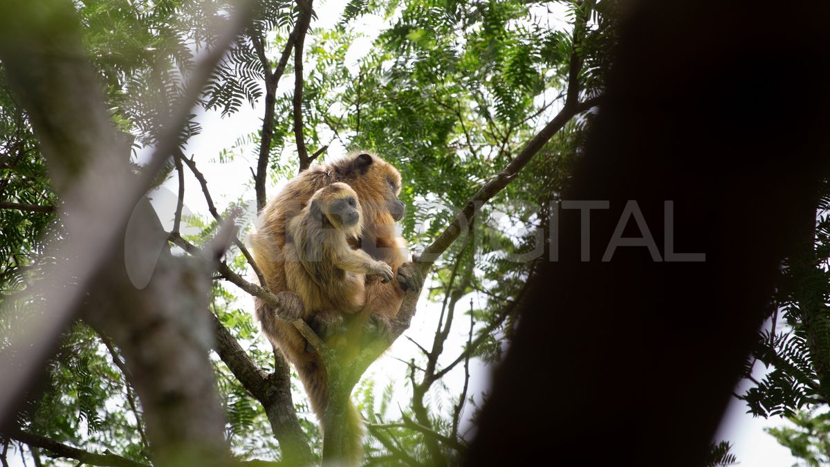 Monos carayá en Jaaukanigás. Monos carayá en Jaaukanigás.