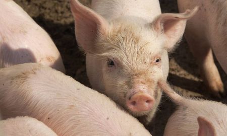 cientificos detectan en china una nueva gripe que podria convertirse en la nueva pandemia cientificos detectan en china una nueva gripe que podria convertirse en la nueva pandemia