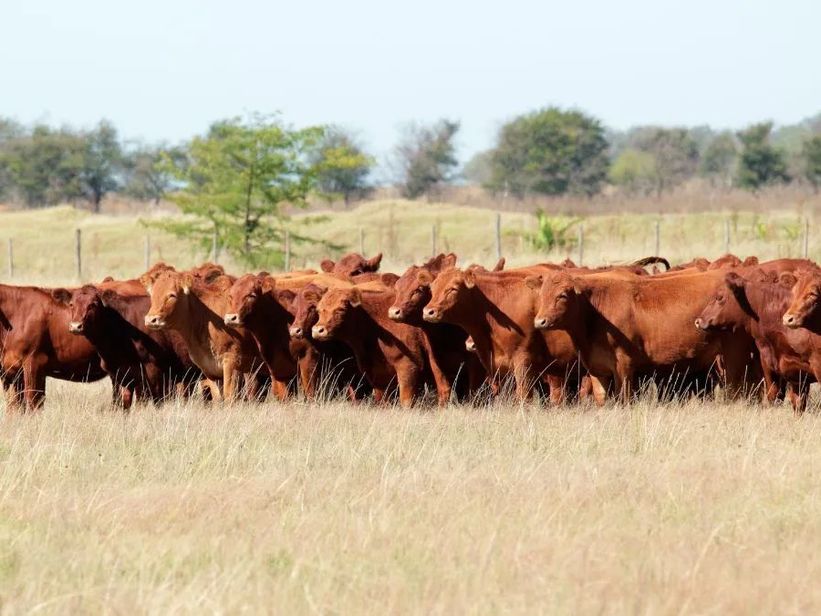 La faena bovina cae a su nivel más bajo en diez años y terminaría el año por debajo del 2025 La faena bovina cae a su nivel más bajo en diez años y terminaría el año por debajo del 2025