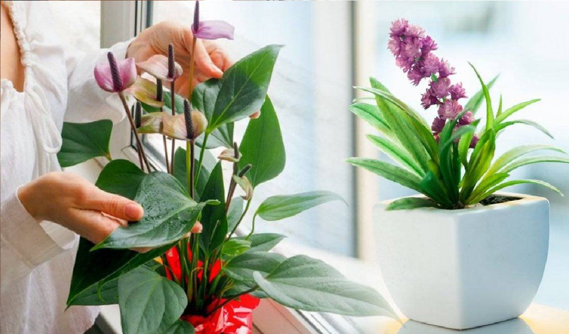 5 plantas de interior que dan flores todo el año