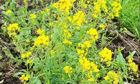 Brassica rapa L. ya había confirmado resistencia a glifosato, inhibidores de la ALS y hormonales. Brassica rapa L. ya había confirmado resistencia a glifosato, inhibidores de la ALS y hormonales.