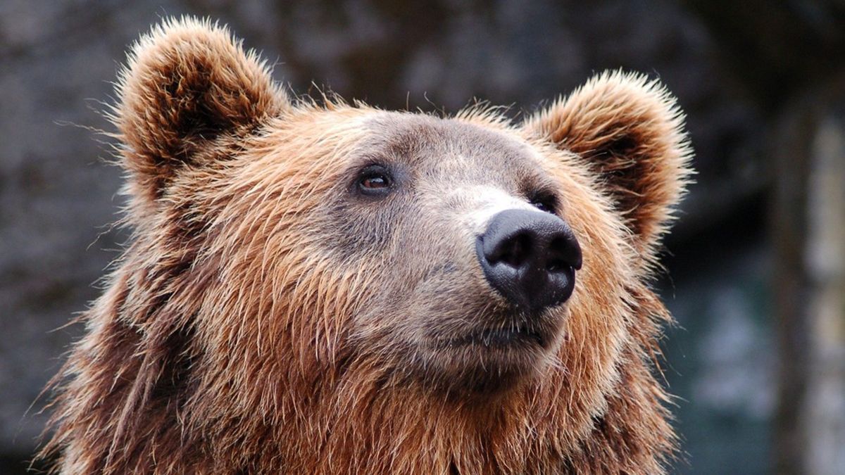 Video: llegó a su casa, lo esperaban dos osos, tiró la patineta y huyó