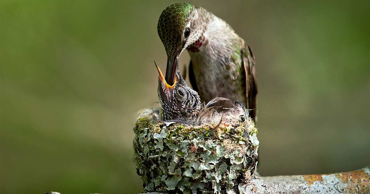 La colibrí hembra es la encargada de dar calor y alimento a las crías. El macho no participa en el apareamiento.