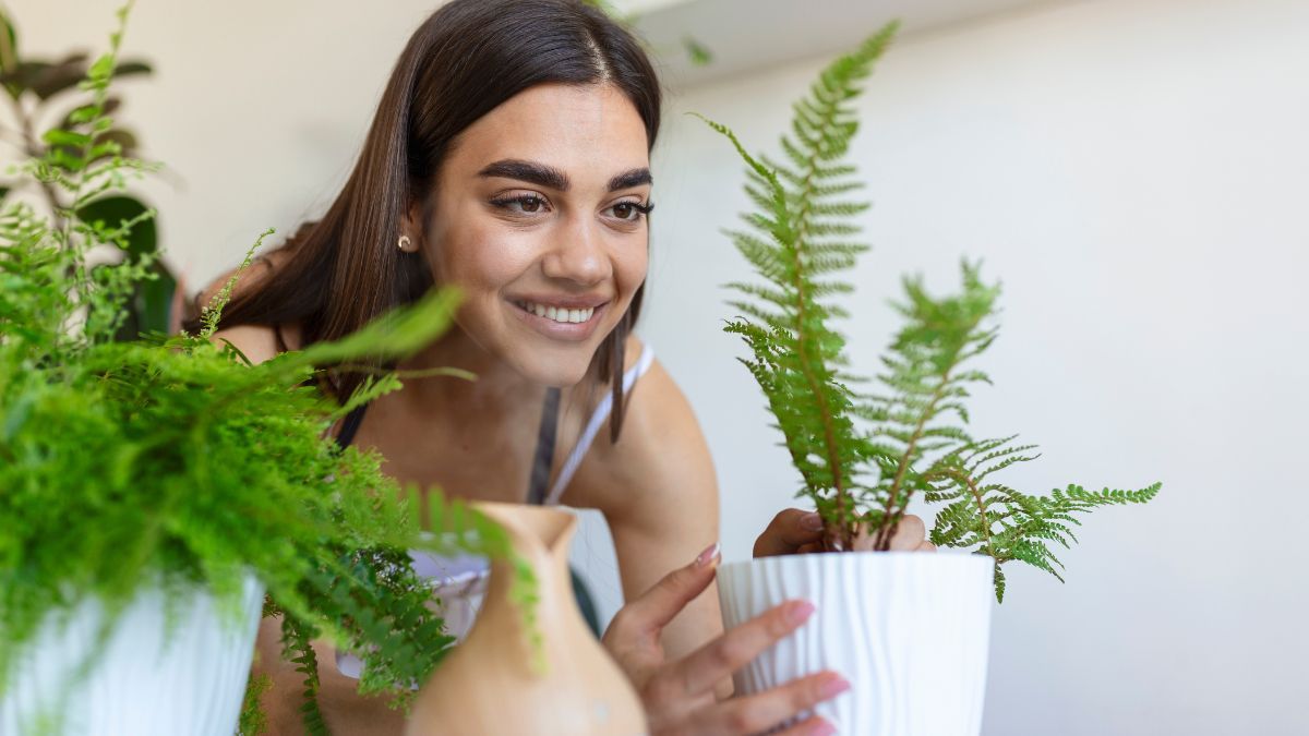 El significado de tener muchas plantas en casa. 