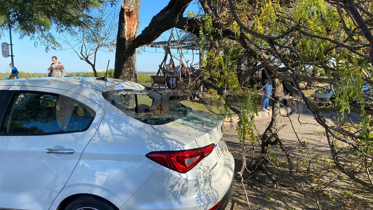 La rama destrozó la luneta del auto que estaba estacionado en la Costanera.