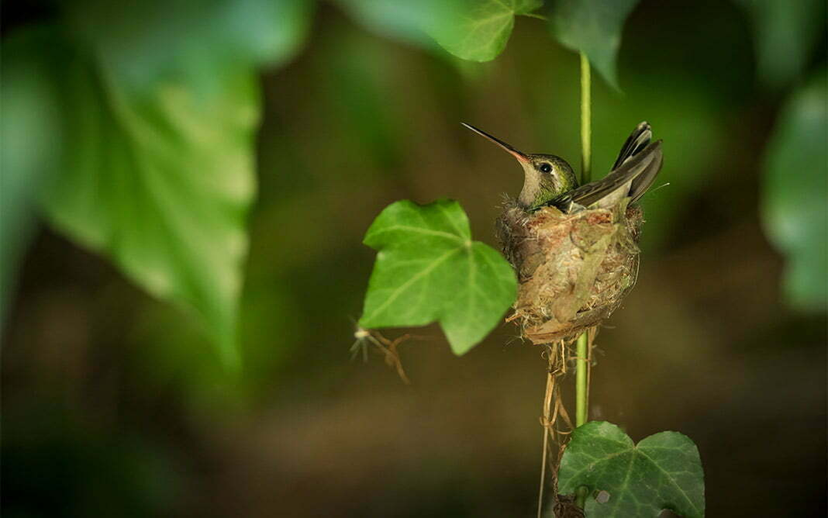 El colibrí hembra hace un nido donde empollará sus dos huevos.