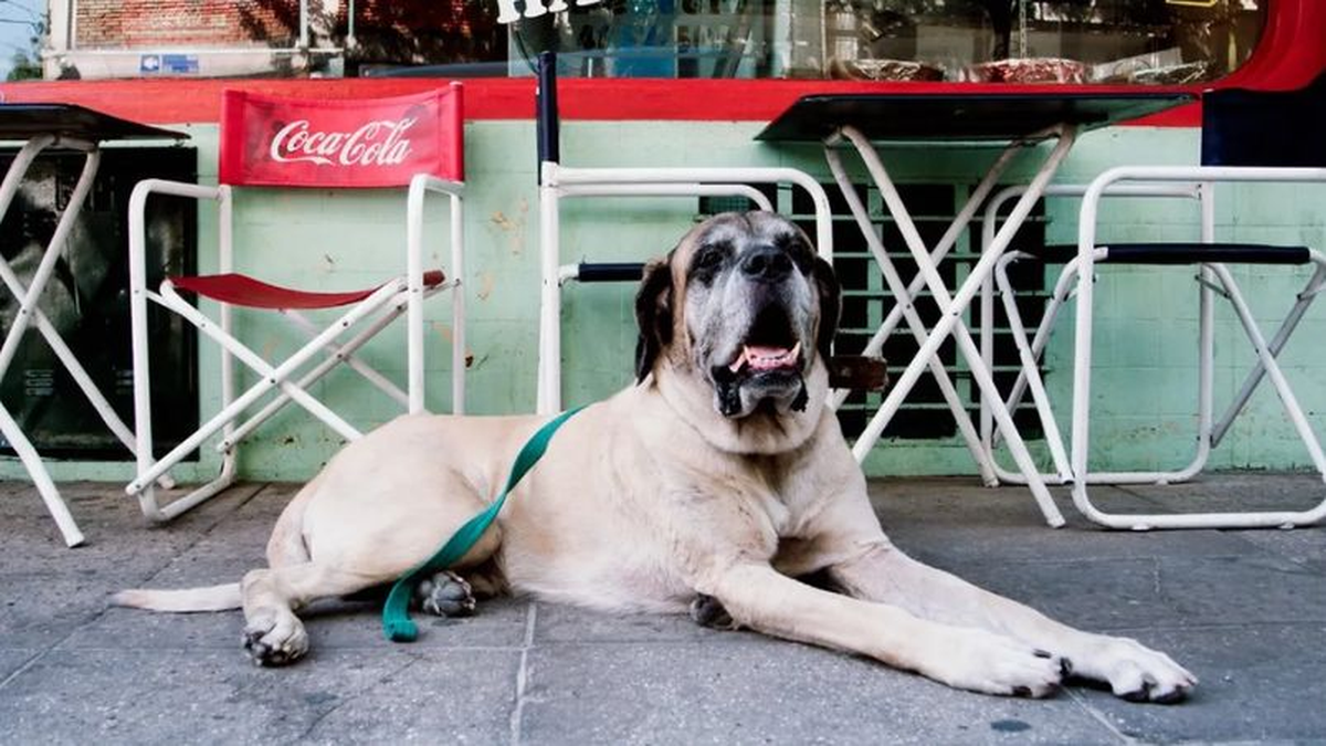 Conan, el perro de Javier Milei, falleció en 2017. Conan, el perro de Javier Milei, falleció en 2017.