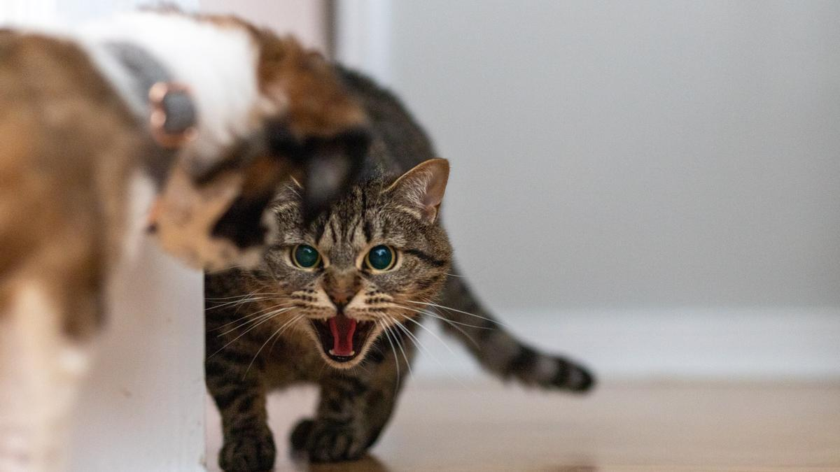¿Por qué tu gato te ataca? Causas y cómo evitarlo
