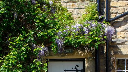 Tres plantas ideales para sembrar en septiembre y disfrutar de sombra en verano
