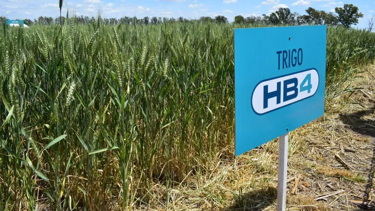 La empresa había entrado en default en julio de 2025 al incumplir pagarés bursátiles por más de u$s5 millones. Para entonces ya se evidenciaba un deterioro profundo: patrimonio neto negativo cercano a los u$s110 millones y una estructura de pasivos que superaba ampliamente la capacidad operativa residual de la firma. La empresa había entrado en default en julio de 2025 al incumplir pagarés bursátiles por más de u$s5 millones. Para entonces ya se evidenciaba un deterioro profundo: patrimonio neto negativo cercano a los u$s110 millones y una estructura de pasivos que superaba ampliamente la capacidad operativa residual de la firma.