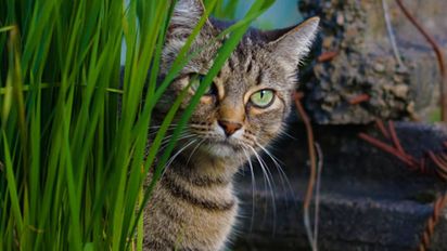 Atención dueños de gatos: 5 plantas comunes que son un peligro mortal si las muerden
