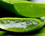 como preparar el jugo de aloe vera para bajar de peso en poco tiempo como preparar el jugo de aloe vera para bajar de peso en poco tiempo