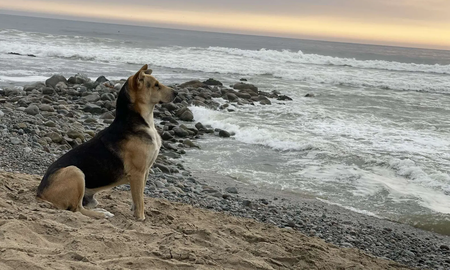 Encontró un perro solitario en la playa y descubrió la triste razón por la que miraba fijo al mar: Me rompió el corazón Encontró un perro solitario en la playa y descubrió la triste razón por la que miraba fijo al mar: Me rompió el corazón