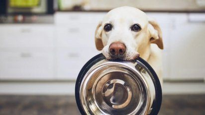 Los alimentos que un perro no debería comer: pueden ser peligrosos