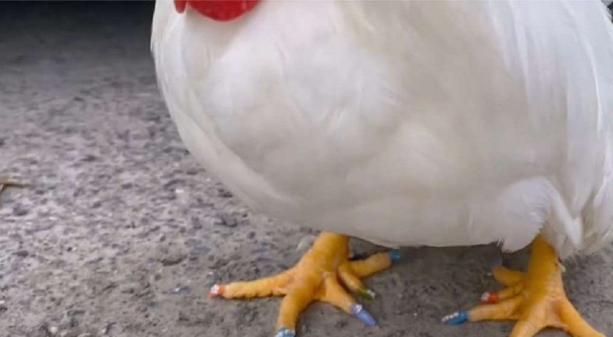 Una mujer le hizo la manicura a su gallo y le llovieron las críticas
