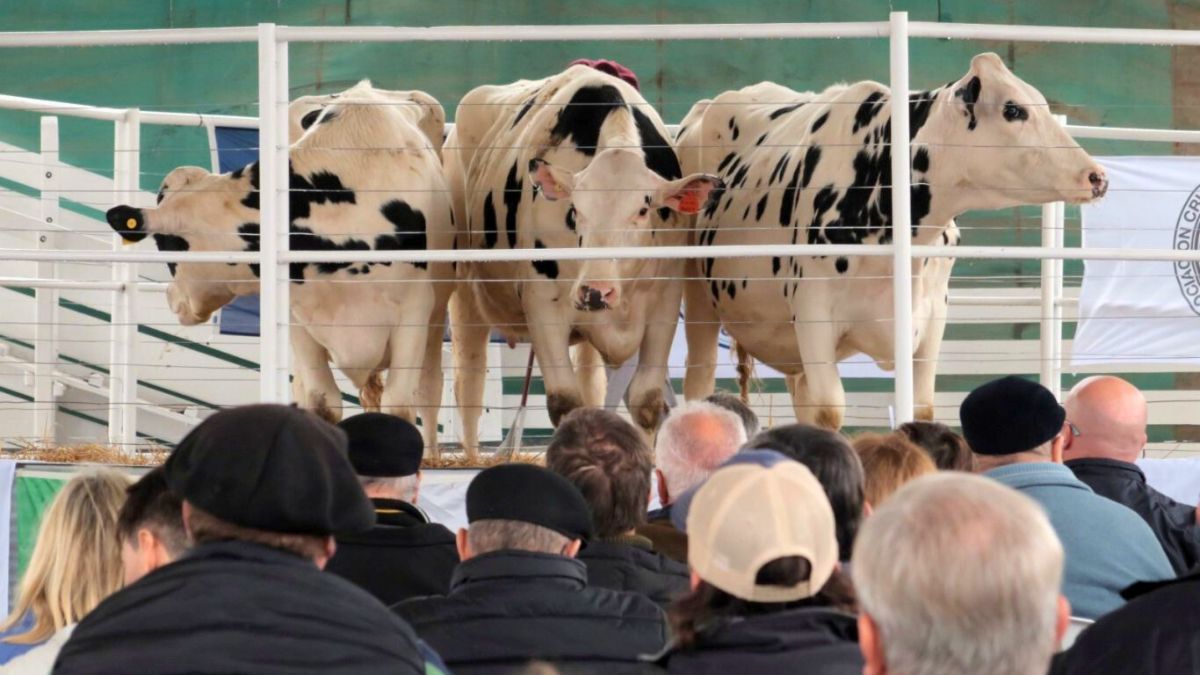 Miretti mencionó que en Argentina hay muchas terneras genómicas que cuentan con alto TPI (Índice de Performance Total) y podrían aportar mayor productividad rápidamente.