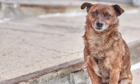 El conmovedor gesto de un colectivero que subió a un perro para que no sufra el frío en la calle El conmovedor gesto de un colectivero que subió a un perro para que no sufra el frío en la calle