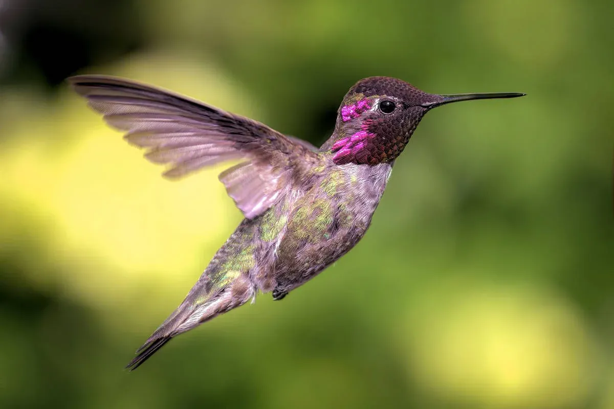 Diferentes significados de ver un colibrí