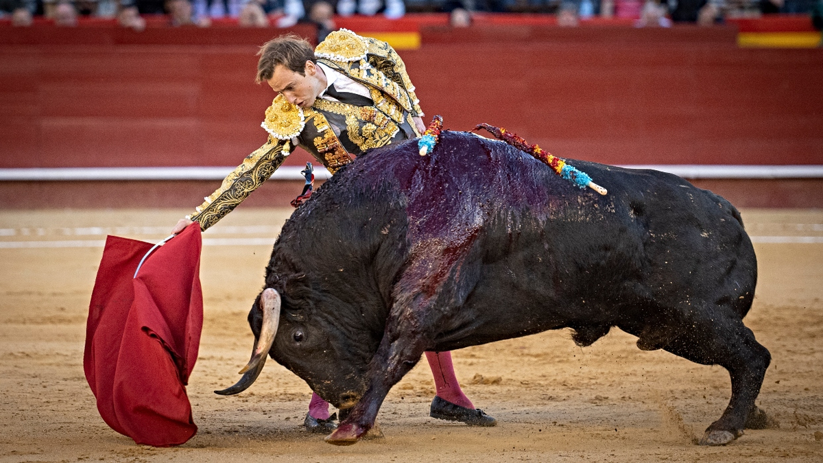 El carnicero que quiso rematar al toro en España falleció en el hospital.