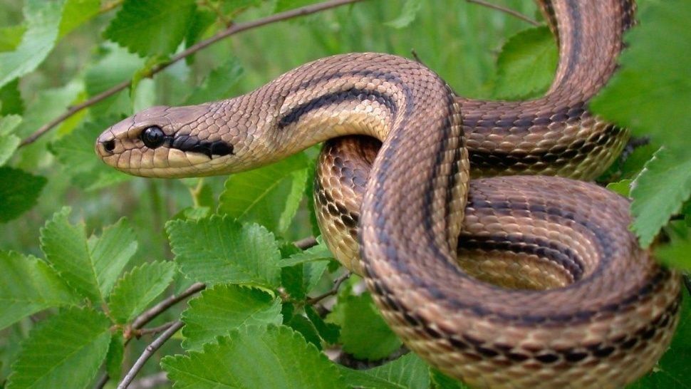 Una serpiente se escapó y alarmó a todos en un colectivo