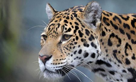una mujer queria tomarse una selfie pero un jaguar le destrozo el brazo en veracruz una mujer queria tomarse una selfie pero un jaguar le destrozo el brazo en veracruz