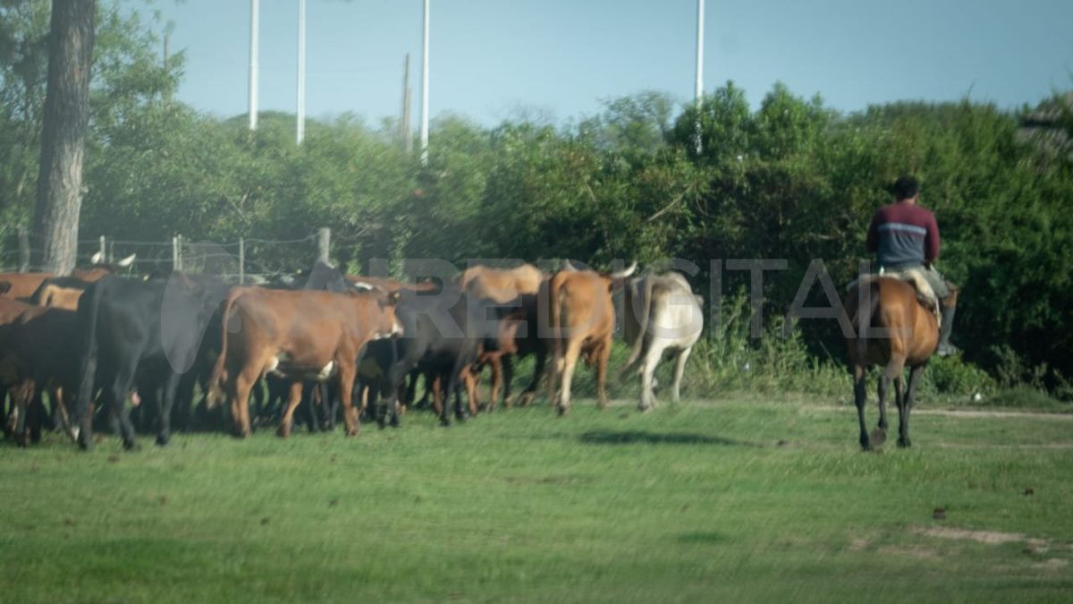 Recomiendan a productores que aún tienen ganado en las islas o en zonas ribereñas que organicen su traslado.