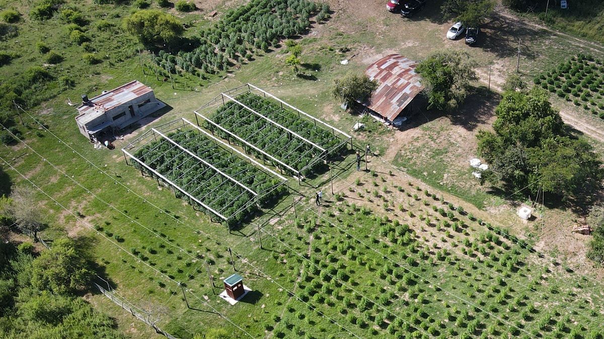 Desde el aire. Así era el predio donde funcionó el vivero narco a la vera de ruta 1.