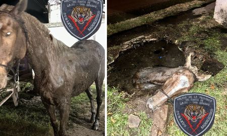 El operativo ocurrió en San Genaro, sur de la provincia de Santa Fe. Bomberos y policías trabajaron varias horas para salvar al caballo atrapado en un pozo. El operativo ocurrió en San Genaro, sur de la provincia de Santa Fe. Bomberos y policías trabajaron varias horas para salvar al caballo atrapado en un pozo.