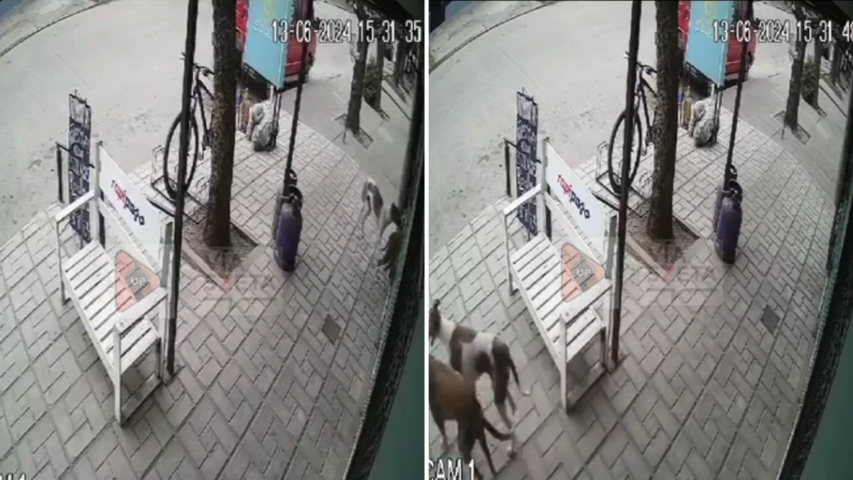Dos perros fueron captados robando en un kiosco de Chacabuco.