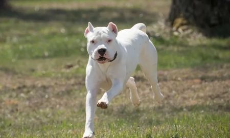 Un dogo mordió a un nene de 6 años en Mendoza Un dogo mordió a un nene de 6 años en Mendoza
