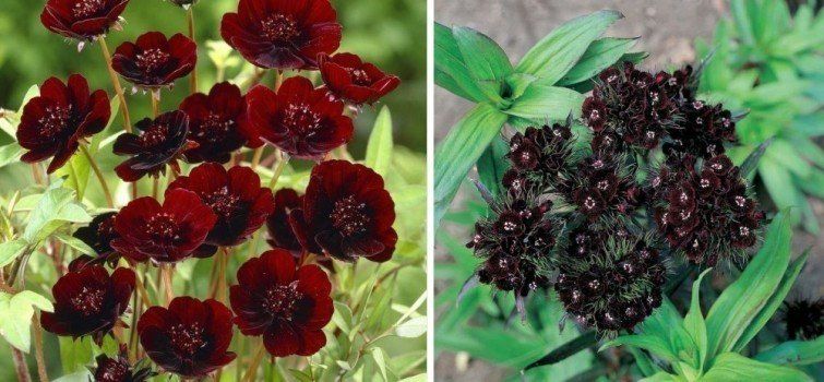 Cómo tener un jardín de chocolate