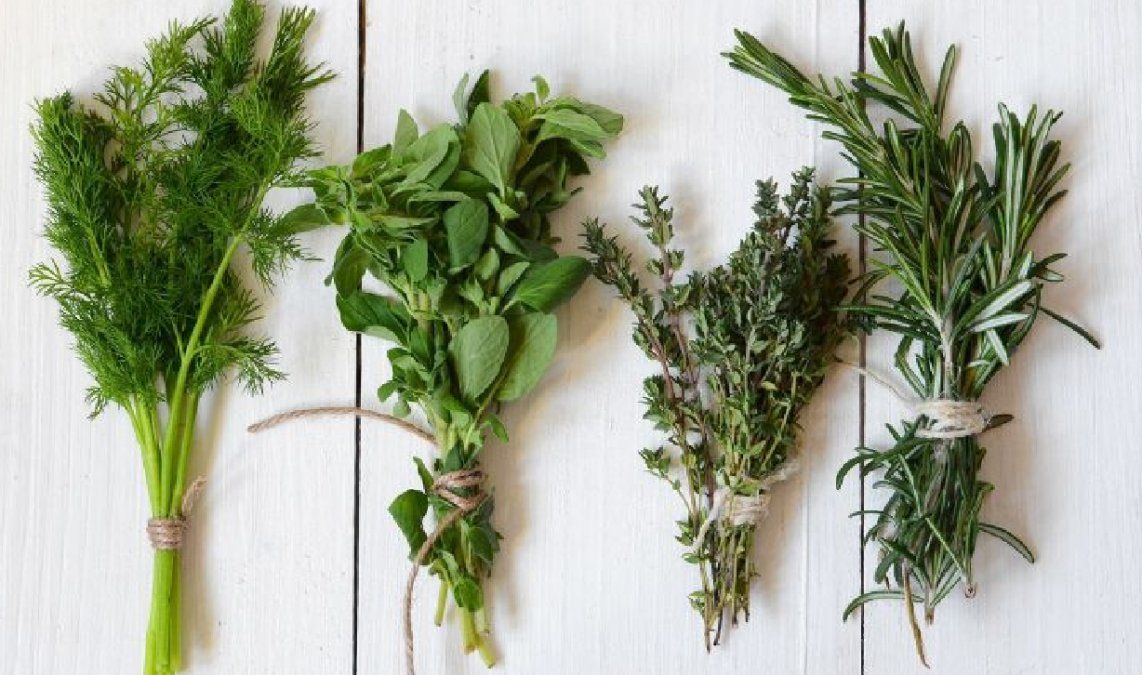 Plantas medicinales que no pueden faltar en un botiquín básico