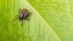 altText(No las tengas en casa: las 3 plantas que pueden atraer garrapatas)}