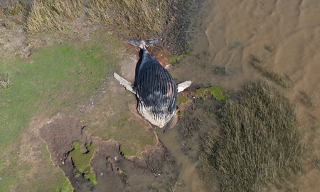 Dos pescadores encontraron el cadáver de una ballena en la costa del Río de la Plata. (Foto: Gentileza de TN). Dos pescadores encontraron el cadáver de una ballena en la costa del Río de la Plata. (Foto: Gentileza de TN).