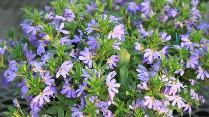Las flores que soportan el calor extremo y duran hasta marzo