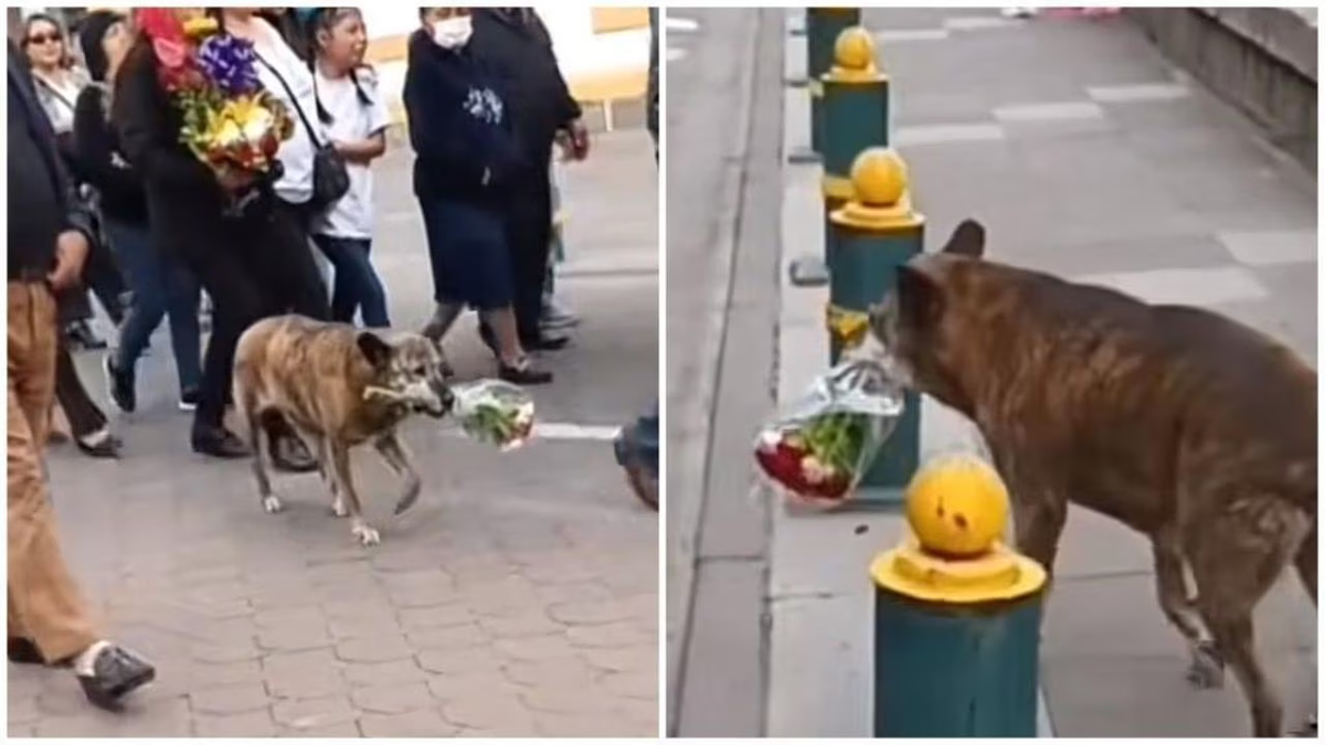 Una perrita conmovió las redes al acompañar un cortejo fúnebre con un ramo de flores