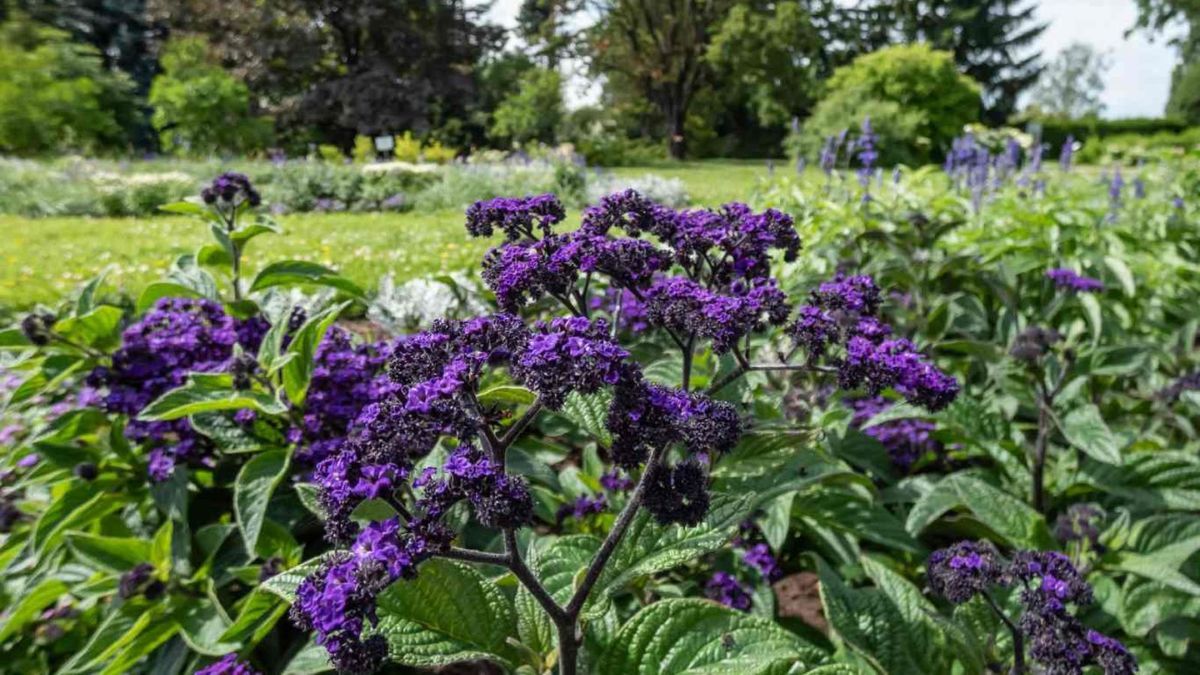 Flores perfumadas que desprenden un intenso aroma a vainilla al caer la tarde.