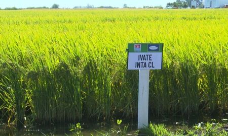 en san salvador presentaron dos nuevas variedades de arroz entrerriano en san salvador presentaron dos nuevas variedades de arroz entrerriano