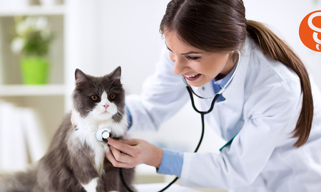 Día nacional del médico veterinario: ¿por qué se festeja el 6 de agosto? Día nacional del médico veterinario: ¿por qué se festeja el 6 de agosto?