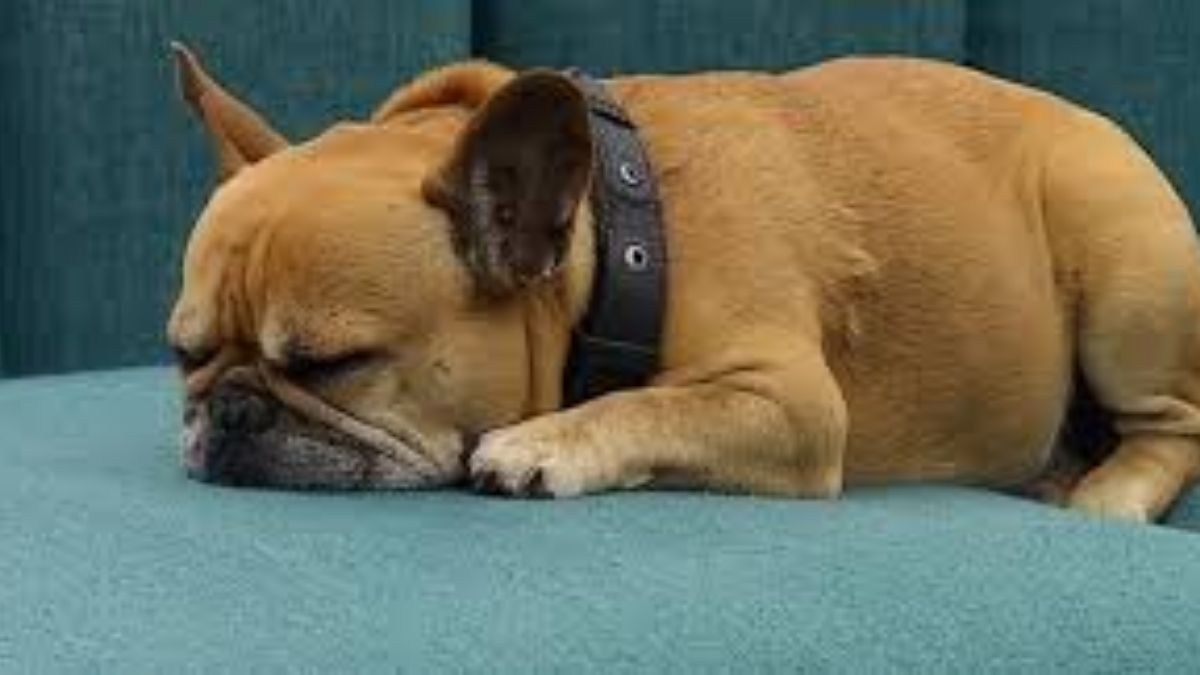 Bartolo predijo quién se irá de Gran Hermano.