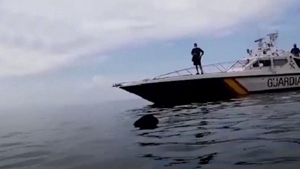 Video: filmaron a un tiburón peregrino de 8 metros cerca de las costas de España