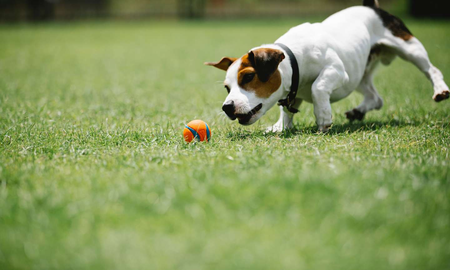 cuales son las razas de perros mas caras y buscadas por los argentinos cuales son las razas de perros mas caras y buscadas por los argentinos