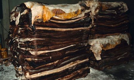 En los últimos días de 2024, desde la Cámara de Frigoríficos de Santa Fe (Cafrisa) volvieron a denunciar que las curtiembres dejaron de retirar los cueros frescos. En los últimos días de 2024, desde la Cámara de Frigoríficos de Santa Fe (Cafrisa) volvieron a denunciar que las curtiembres dejaron de retirar los cueros frescos.