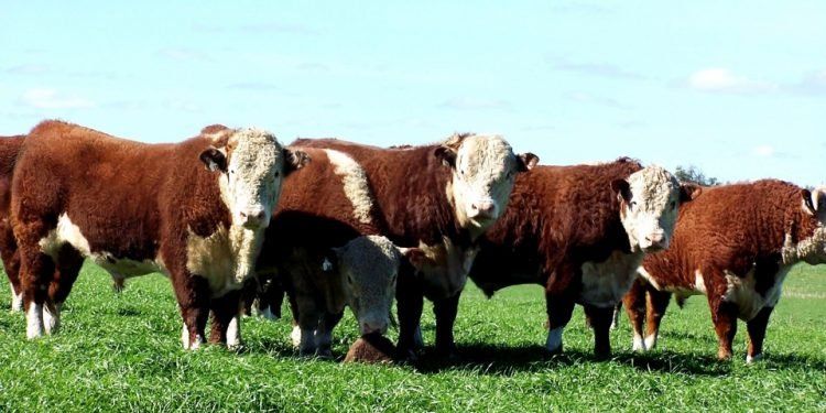 Se calienta el mercado de la carne: China suspendió sus compras a Brasil por un caso “atípico” de Vaca Loca